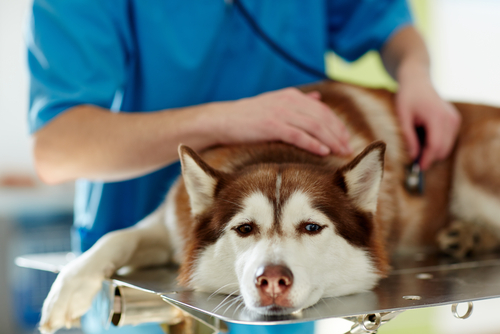 飼い主さんは絶対に知っておくべき!犬の暑さを判断する方法と対策について
