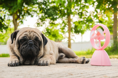 飼い主さんは絶対に知っておくべき!犬の暑さを判断する方法と対策について