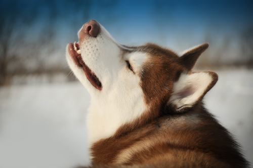 犬のくしゃみが止まらない…これって病気!? 「くしゃみ」の役割と原因、考えられる病気