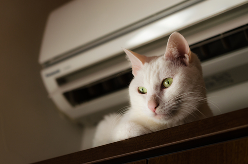 夏場エアコンの適温は◯度！猫が室内で快適に過ごす環境作り