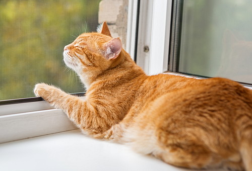 なんでいつもそこにいるの？猫が縁側や窓際で「ぬくぬく」する理由