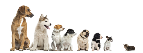 「MIX犬」は雑種と違うの？飼う前に知っておきたい「MIX犬」の特徴と気をつけるべき病気