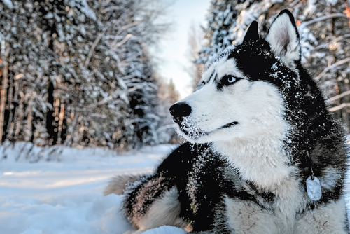 寒さは目にダメージを与える？これからの時期に知っておきたい犬猫のための冬知識