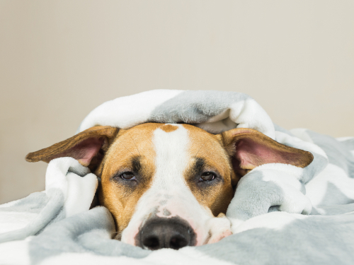 冬に見られる犬の「下痢」…寒いせいじゃなかった！考えられる原因と病院へ行くべき指標