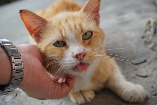 口からブクブク 猫の よだれ に気をつけて 考えられる原因7つ 記事 わんにゃ365 今日も明日もワンダフル