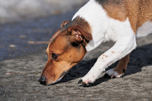 犬の嗅覚の可能性は無限大？血液の臭いから「がん」を発見する犬の研究を紹介