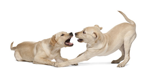よく観察して序列関係を理解しよう！同居犬同士の「ケンカ」を防ぐ方法