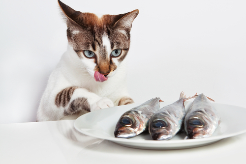 獣医師執筆 猫と金魚の同居は可能 金魚や熱帯魚と暮らす家で猫を飼うときの注意点 記事 わんにゃ365 今日も明日もワンダフル