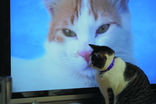 猫はテレビを見る？