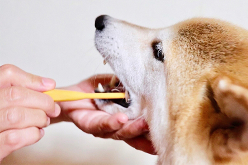犬の歯磨きはいつからするの 歯磨きの練習方法をご紹介 記事 わんにゃ365 今日も明日もワンダフル