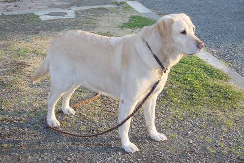 大型犬の散歩時間・距離の目安