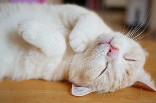 世界猫の日ってどんな日