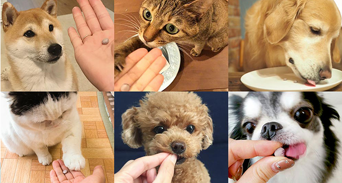 愛犬 愛猫のためのブルーベリーアイ わんにゃブル 3袋セットが登場 記事 わんにゃ365 今日も明日もワンダフル