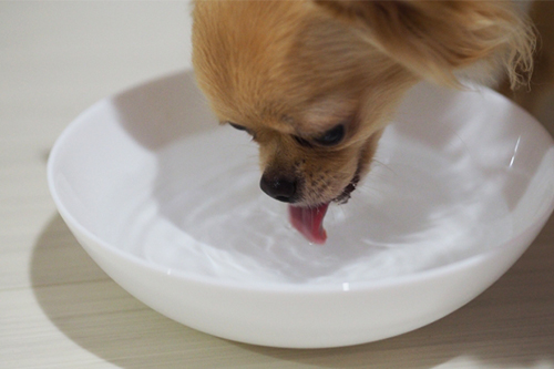 犬の水分量を確認しよう