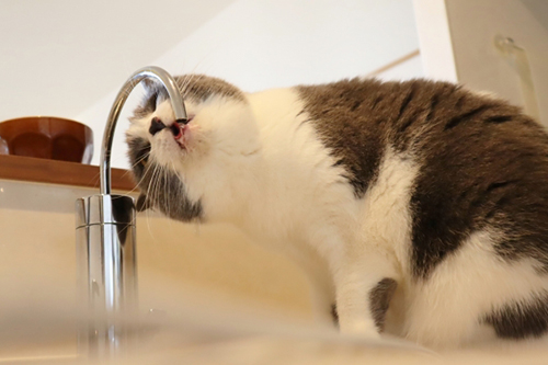 猫に必要な1日の水分量