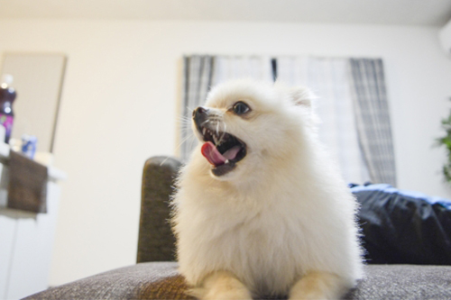 犬のストレスサイン