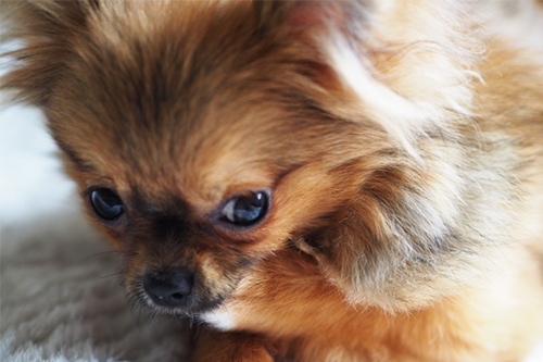 犬がストレスに感じること