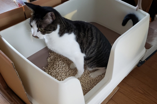 猫がストレスに感じること