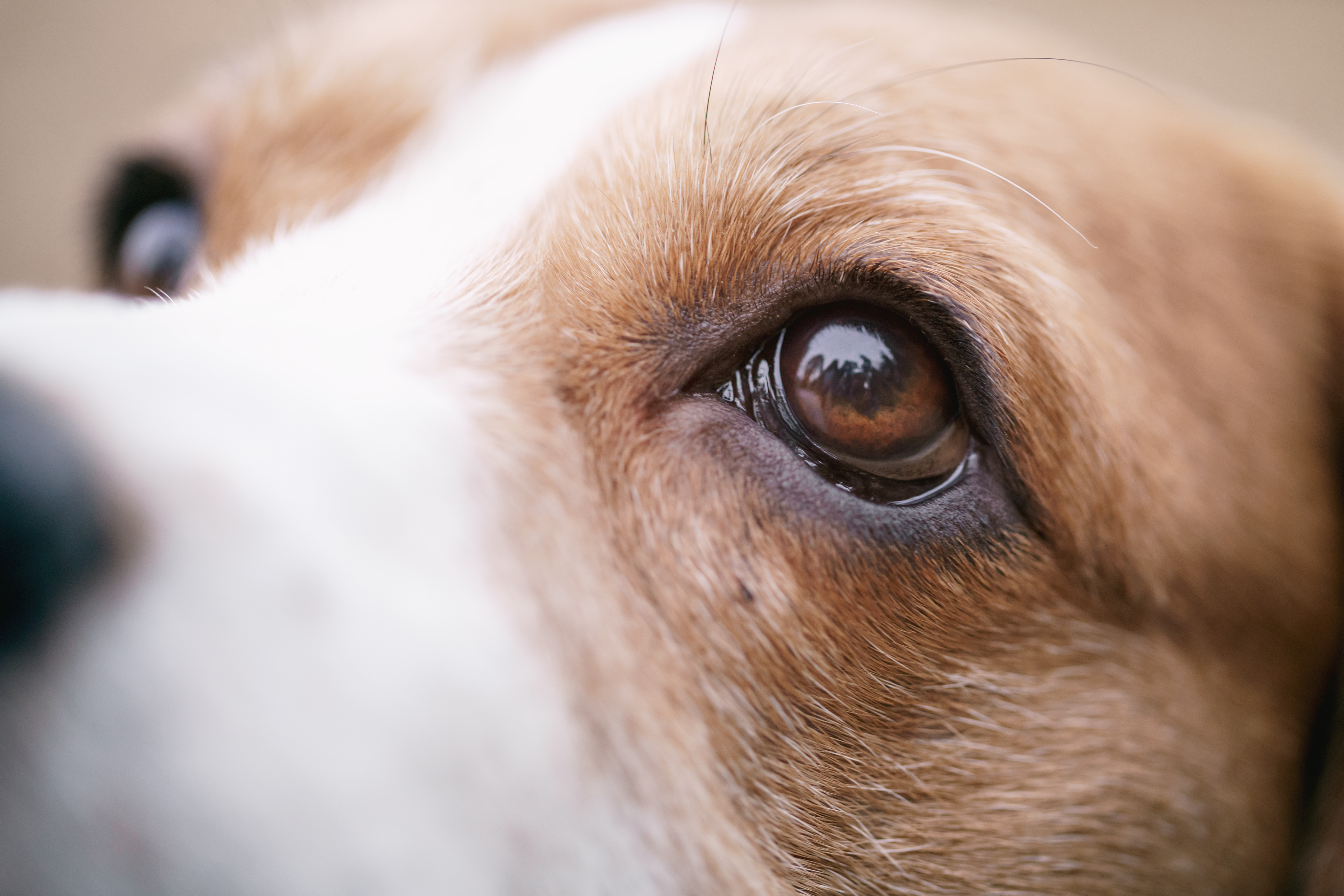 犬の目の色はどんな色？