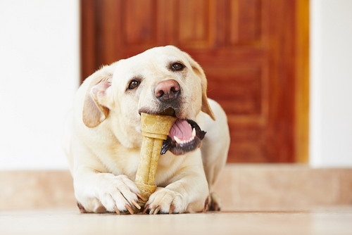 ごほうびにぴったり!愛犬、愛猫の”うれしい“を詰め込んだ 『わんにゃブルHappybox』って?