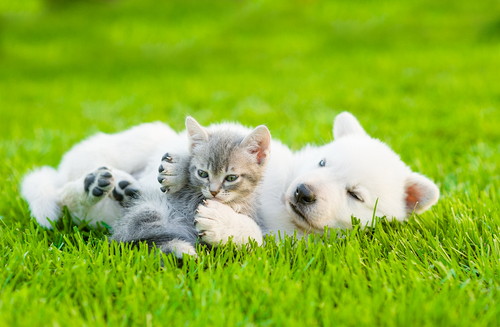 ごほうびにぴったり!愛犬、愛猫の”うれしい“を詰め込んだ 『わんにゃブルHappybox』って?