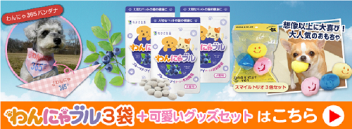 愛犬 愛猫のためのブルーベリーアイ わんにゃブル 3袋セットが登場 記事 わんにゃ365 今日も明日もワンダフル