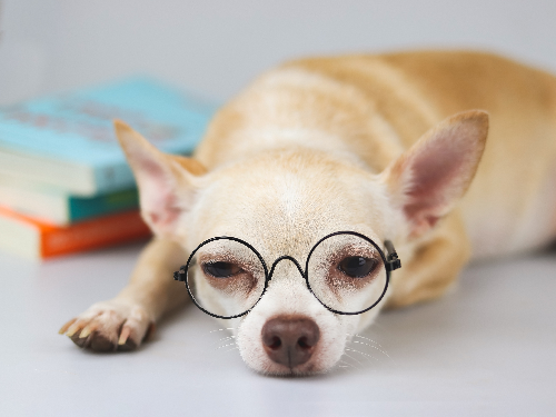 眼鏡をかけている犬の写真