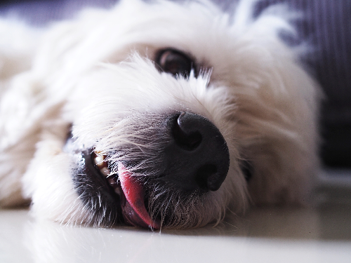 犬が口から舌を出し、倒れている写真