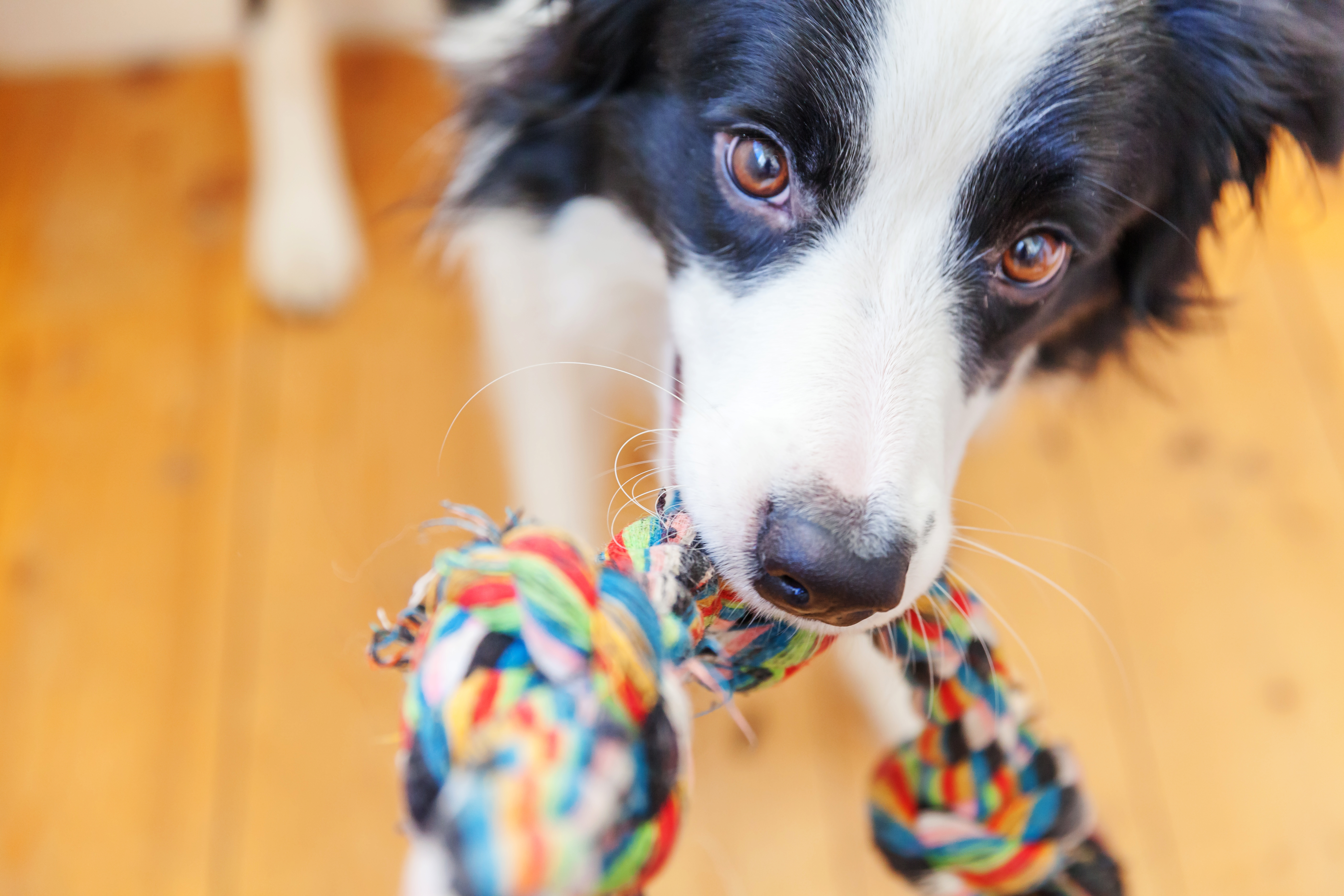 ロープのおもちゃを噛んでいる犬の写真