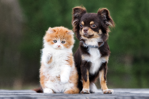 犬と猫の写真