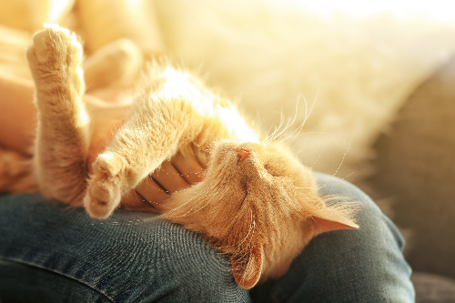 猫が膝の上で寝ている写真