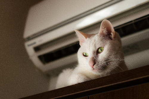 エアコンの下に猫が寝ている写真