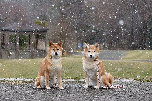 柴犬が雪が降る中、外にいる写真