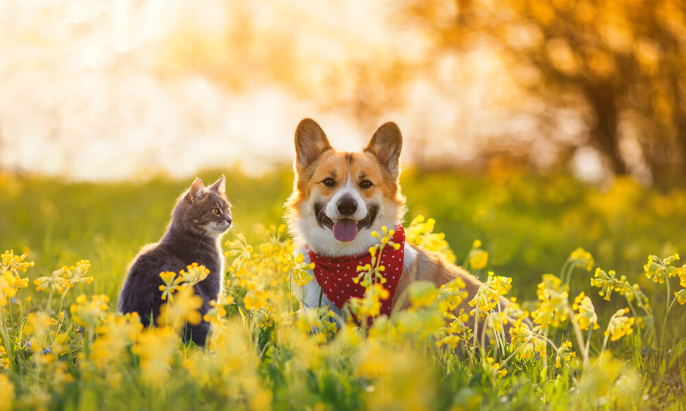 コーギーと猫が花に囲まれている写真