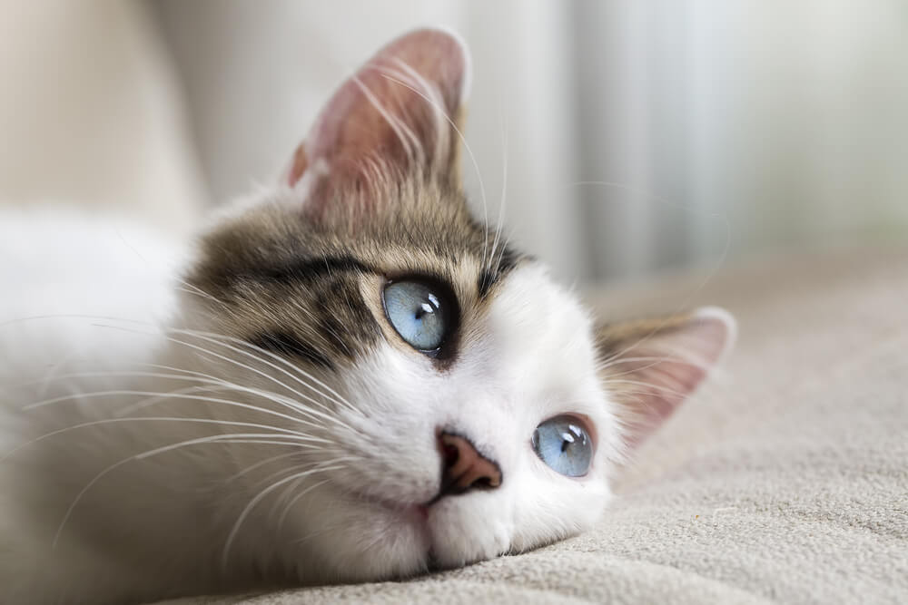 青い目の猫の写真