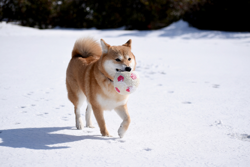 柴犬が雪の中を走っている写真