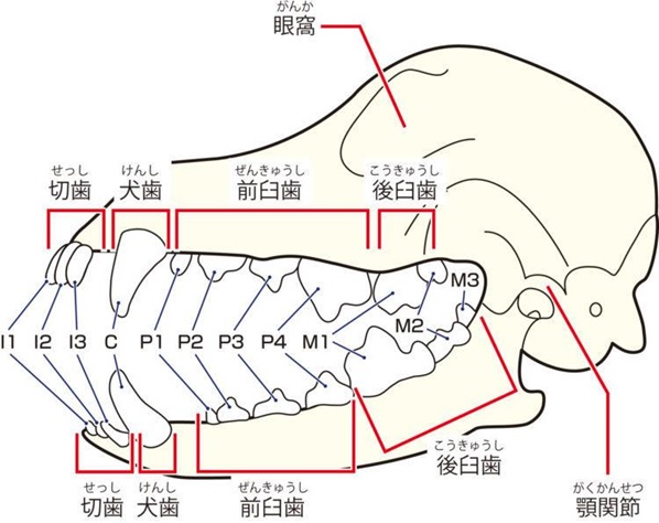 犬の歯の解剖図