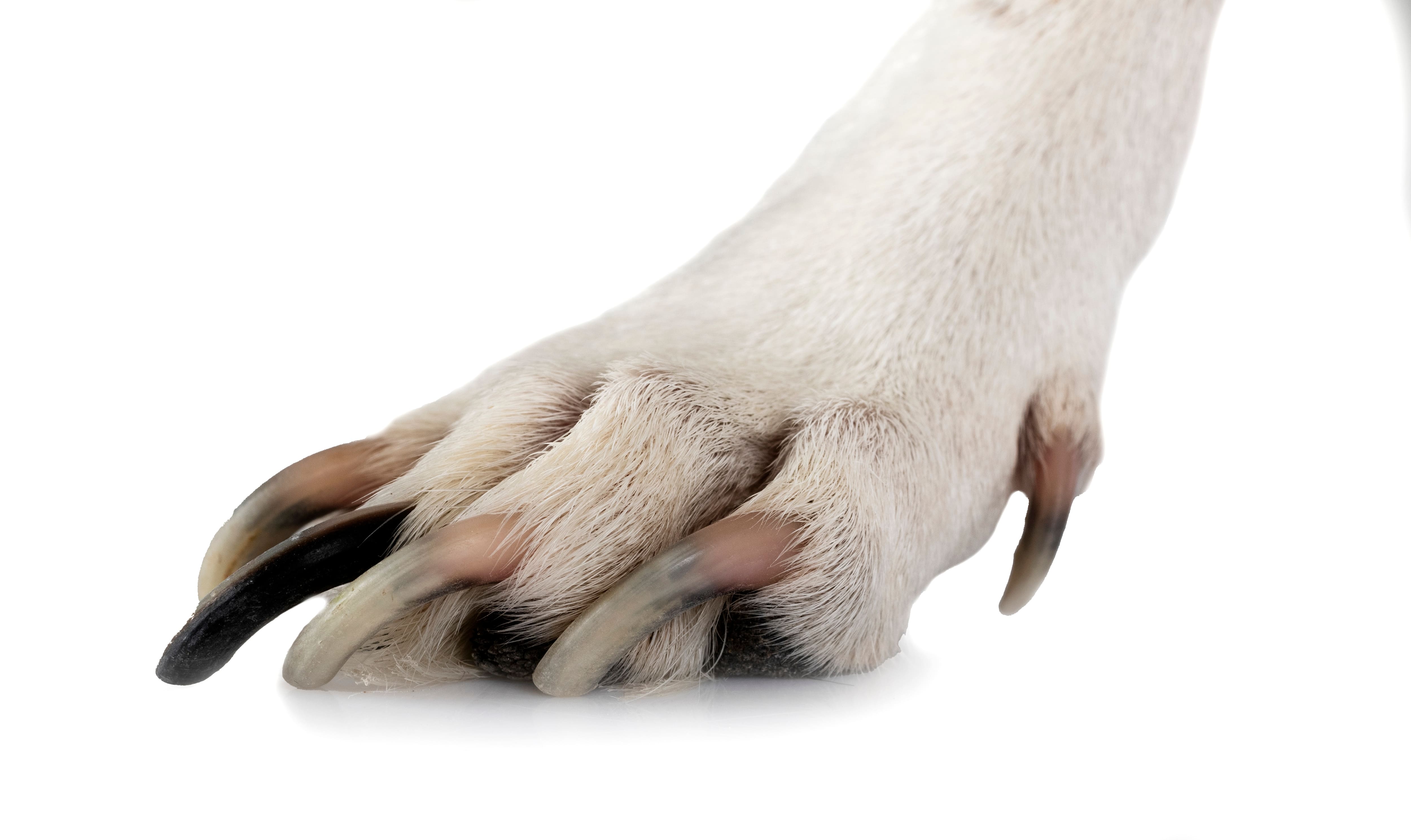 犬の爪の写真
