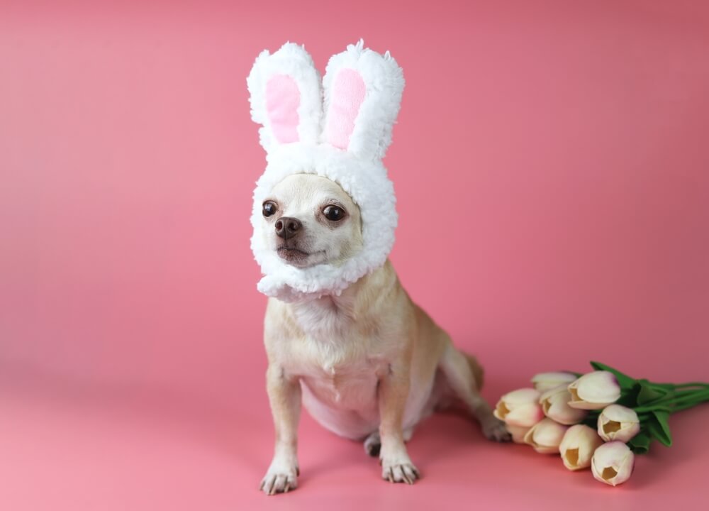 ウサギの帽子をかぶっている犬