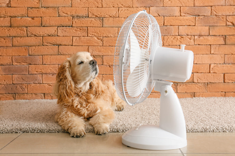 犬が扇風機で涼しんでいる写真