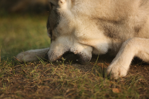 土を食べている犬の写真