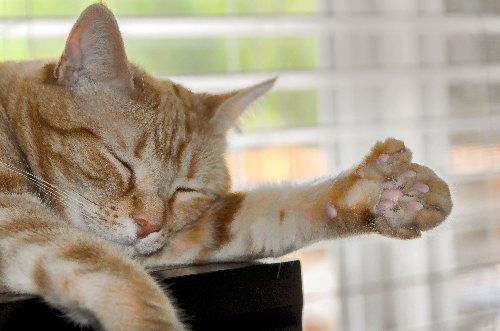 手を伸ばして寝ている猫の写真