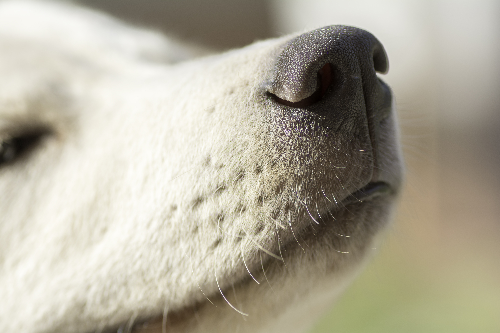 犬の鼻の写真
