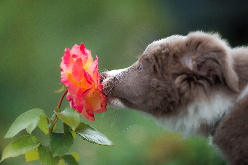 花の匂いを嗅ぐ犬の写真