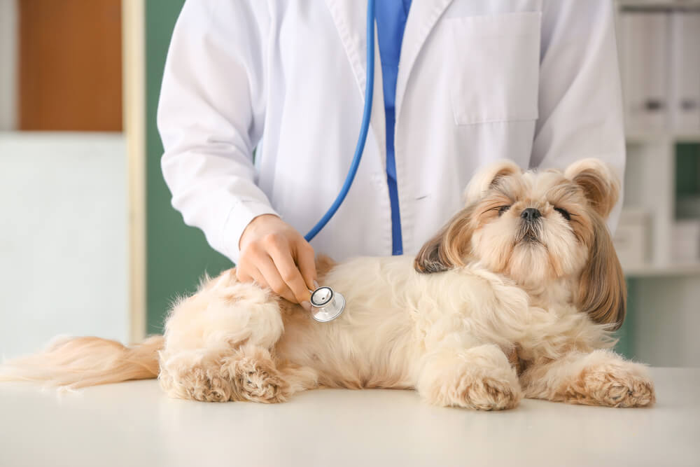 犬を診察するっ獣医師