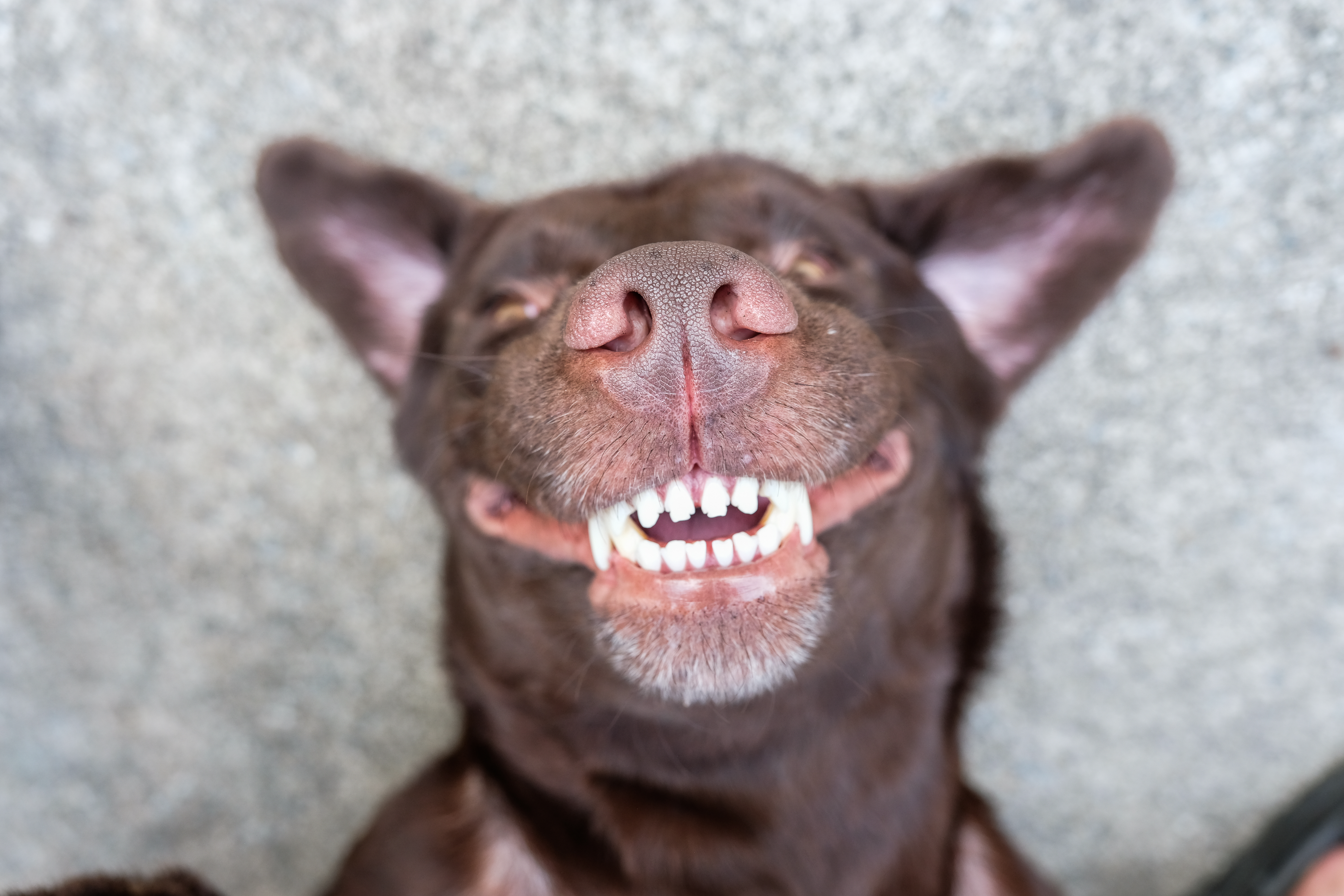 にこやかな犬の歯の写真