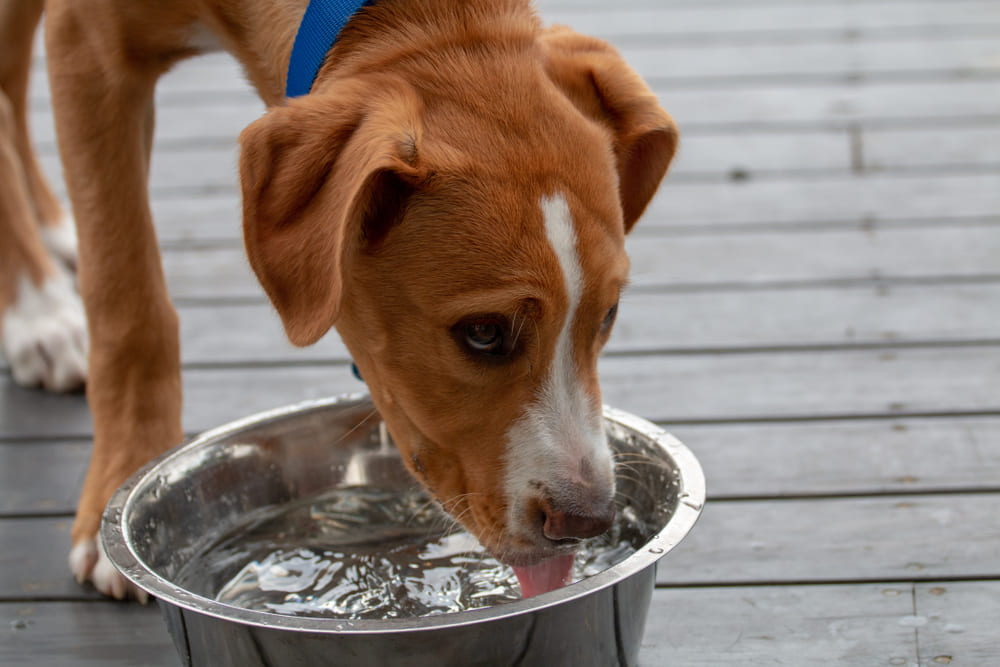 犬が水を飲んでいる写真