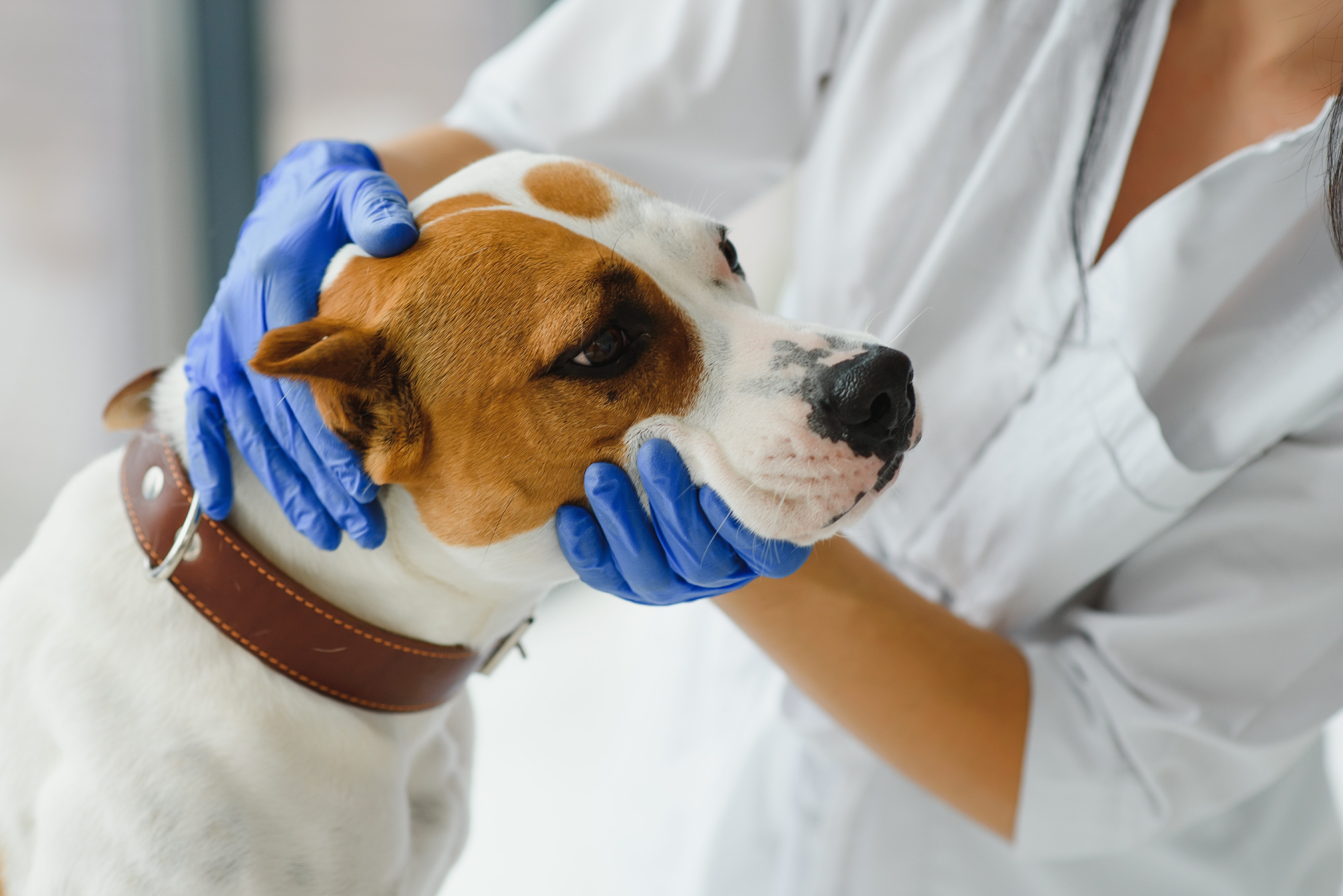 獣医が犬の歯の検査をする写真