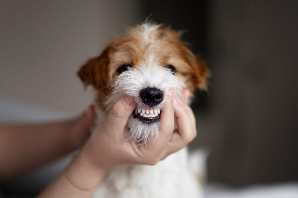 獣医師が犬の歯を調べている写真