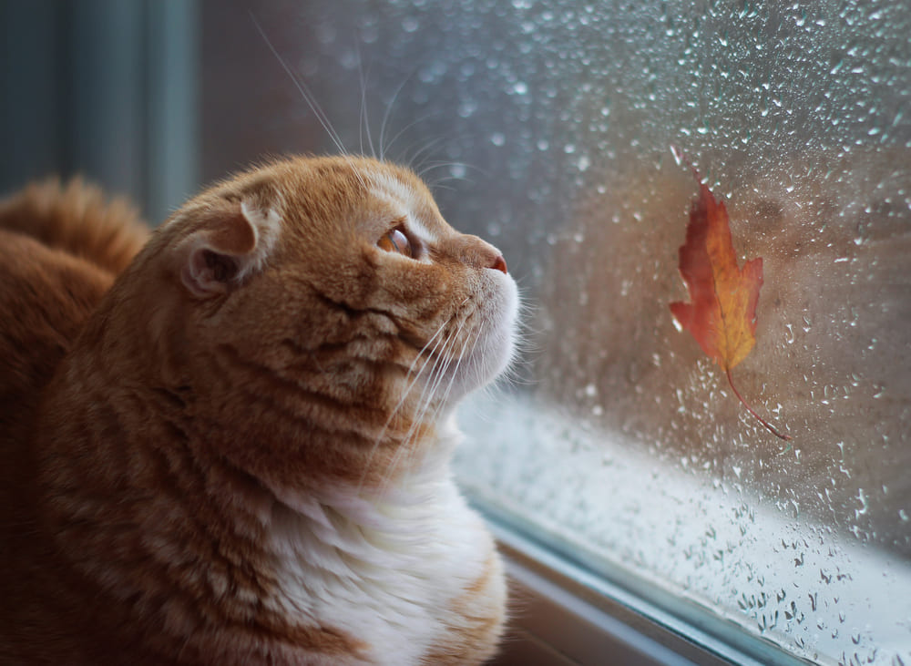 猫が雨の日に窓際にいる写真